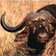 cape buffalo-80 px