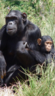 chimps 80 x 140 px