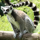 lemur-80px