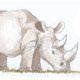 save the rhino programme