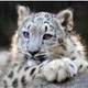 snow leopard 80 px