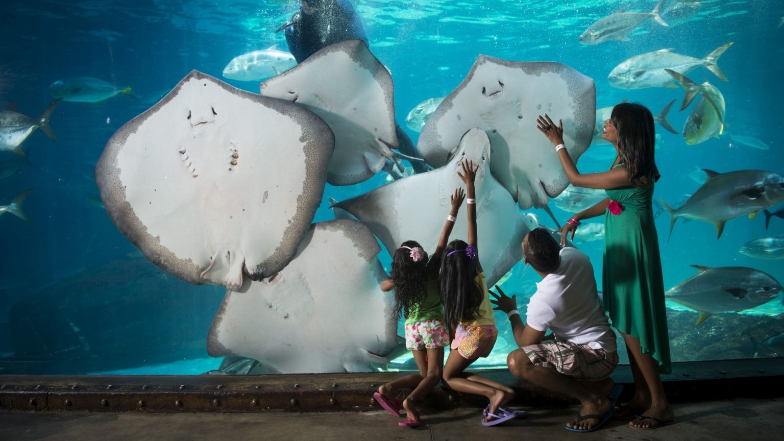 Alt Text A family with young children engaging with marine life in an aquarium, representing IZE's vision of multiplying the educational impact of zoos and aquariums worldwide and fostering connection with nature.